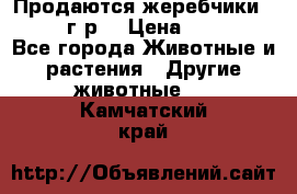 Продаются жеребчики 14,15 16 г.р  › Цена ­ 177 000 - Все города Животные и растения » Другие животные   . Камчатский край